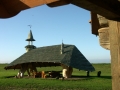 algimantas_sakalauskas_gintautas_mickus_pavesine_nojaus_laivas_l-10.3m_h-5.2m_topolio_dreves_lietuva